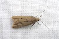 Acompsia antirrhinella/tripunctella