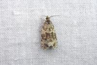 Celypha lacunana