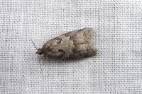 Cnephasia