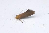 Crassa tinctella