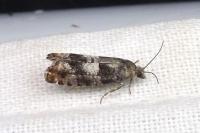 Epinotia rubiginosana