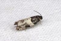 Gypsonoma sociana