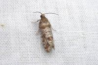 Rhyacionia pinivorana