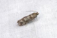 Rhyacionia pinivorana