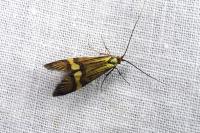 Nemophora degeerella