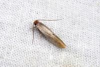 Tinea semifulvella