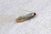 Tinea semifulvella