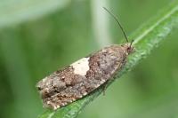 Epiblema gr. sticticana