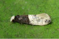 Trichophaga tapetzella
