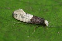 Trichophaga tapetzella