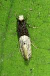 Trichophaga tapetzella