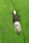 Trichophaga tapetzella