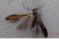 Coleophora