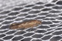 Scythris