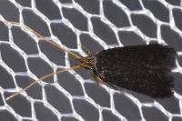 Lecithocera nigrana