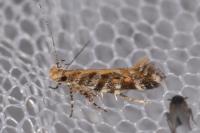 Aristotelia decoratella