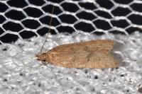Helcystogramma lutatella