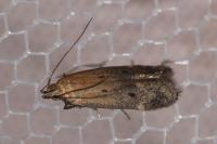 Stomopteryx