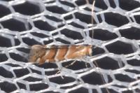 Cameraria ohridella