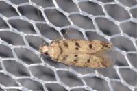 Bryotropha domestica