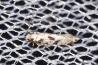Nemapogon nevadellus