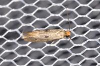 Tinea trinotella