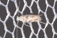 Phyllonorycter comparella