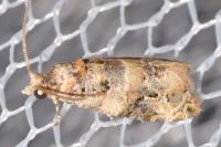 Lobesia botrana