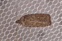 Agonopterix rutana