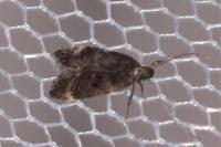 Dichomeris alacella