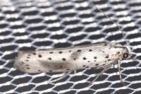 Yponomeuta irrorella