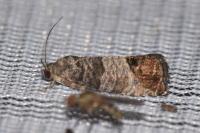 Cydia pomonella