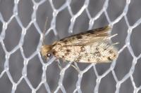 Eumasia parietariella