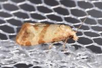 Phalonidia contractana