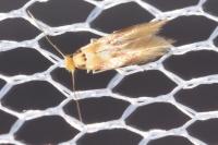 Bucculatrix thoracella