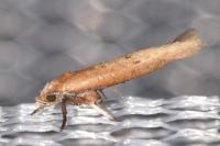 Zelleria hepariella