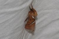 Triodia sylvina