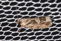 Zeiraphera isertana