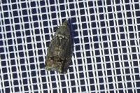 Cydia splendana
