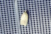 Agonopterix