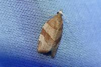 Pandemis cinnamomeana