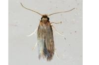 Stigmella