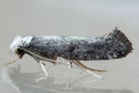 Paraswammerdamia