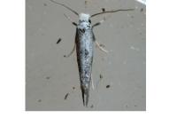 Paraswammerdamia