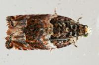 Gypsonoma imparana/minutana