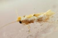 Bucculatrix