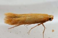 Tischeria