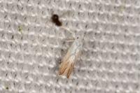 Phyllonorycter harrisella