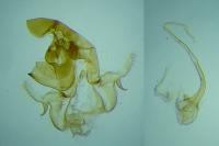 Bryotropha desertella