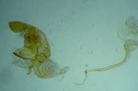 Bryotropha desertella